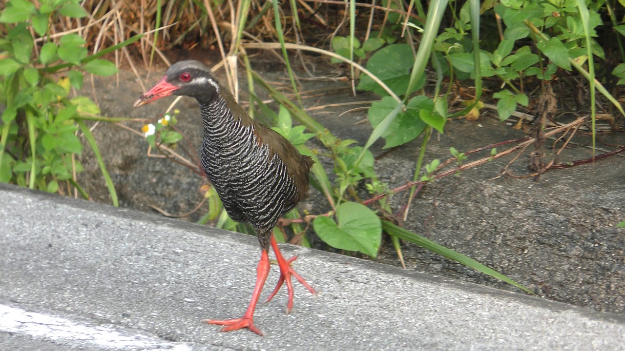 Okinawa rail