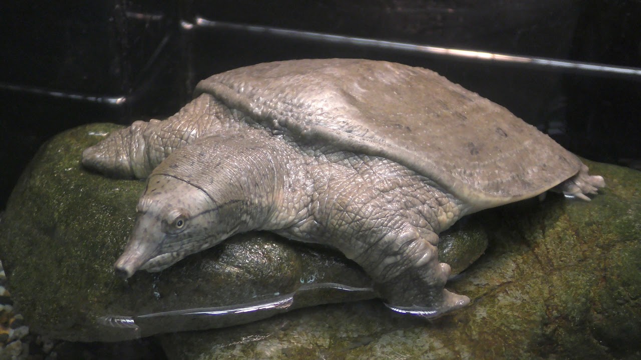 Soft-shelled turtle
