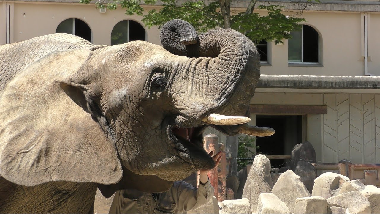 African forest elephant