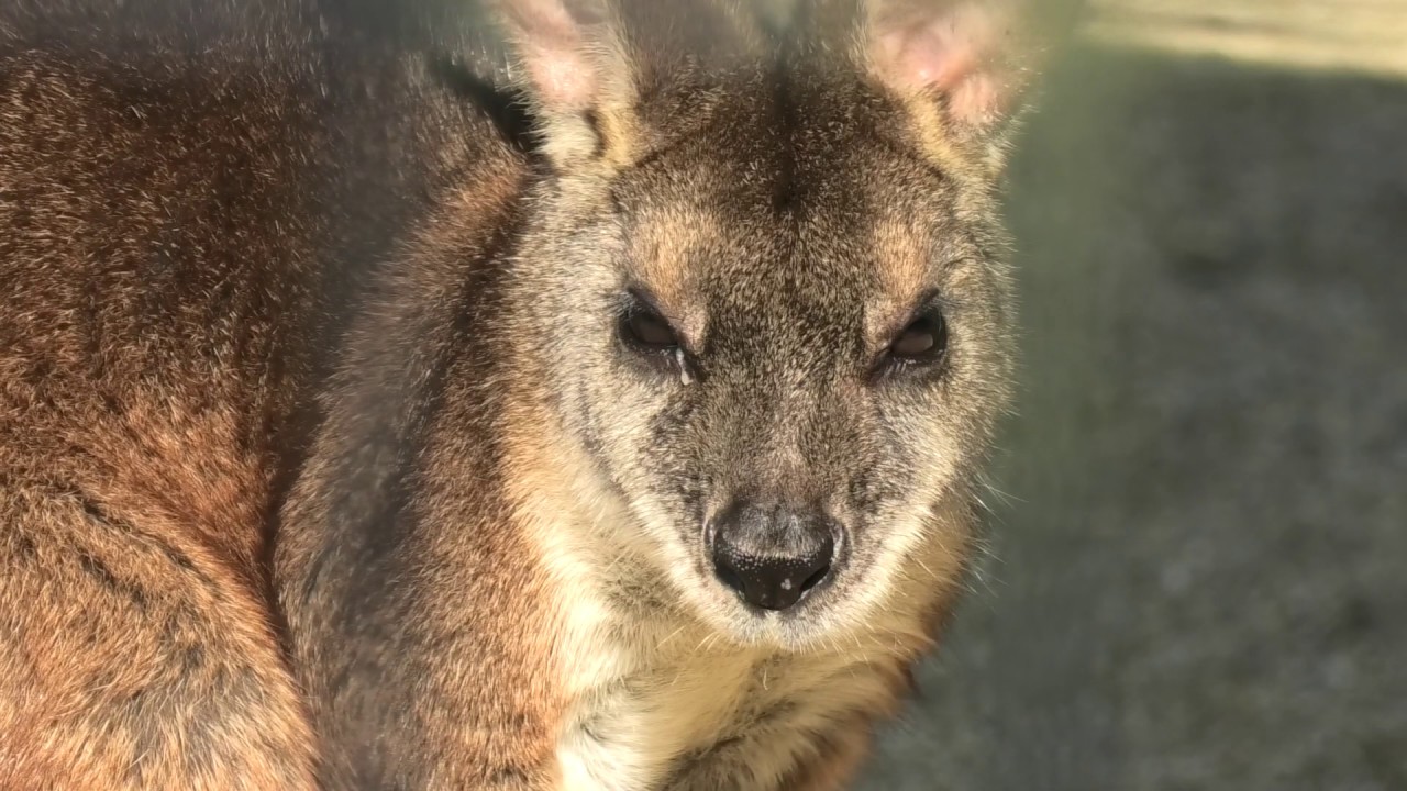 Parma wallaby