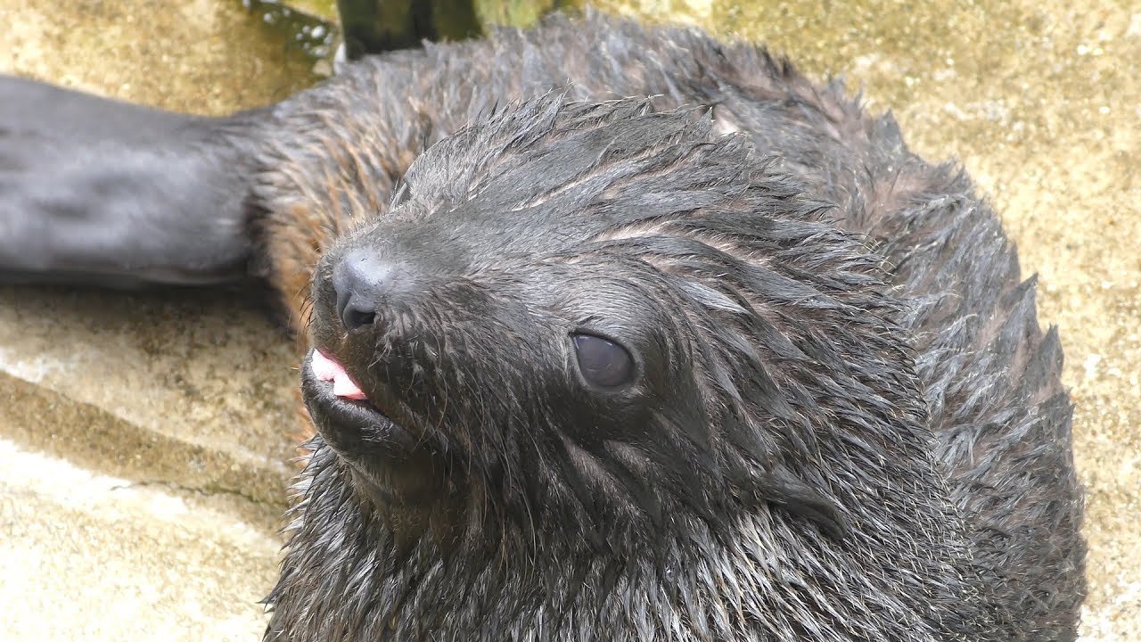 South american fur seal
