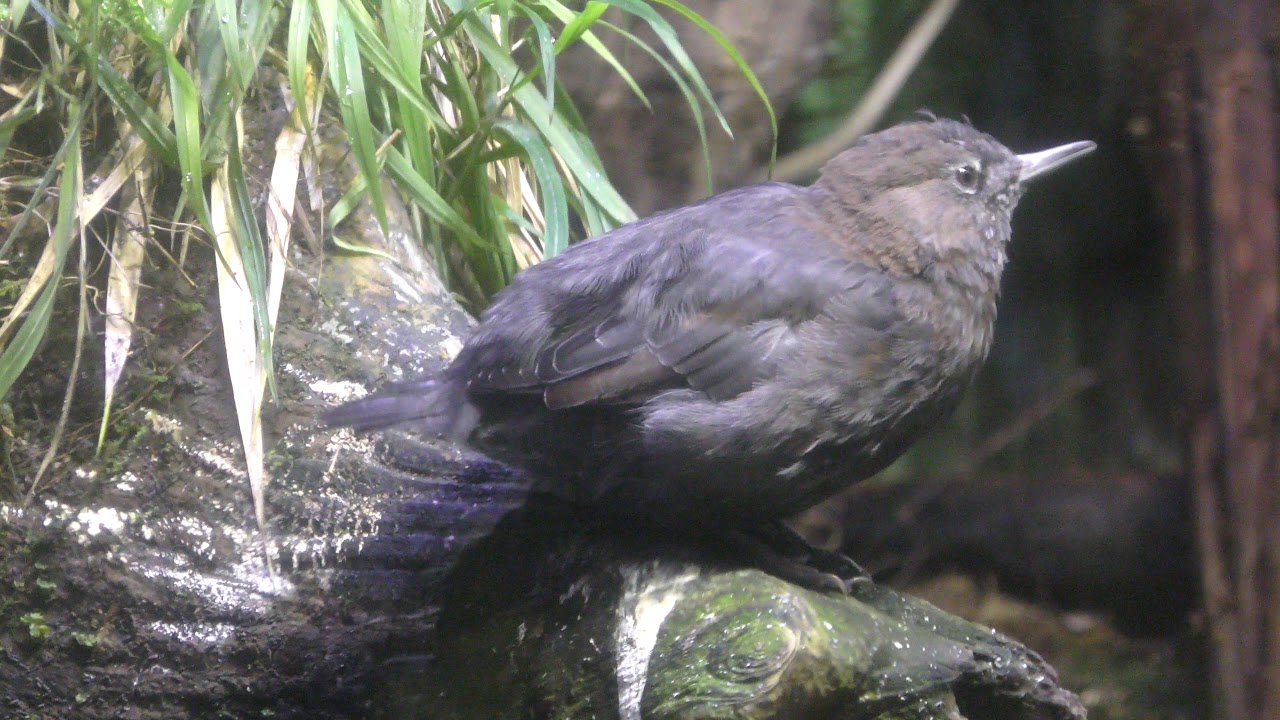Brown dipper
