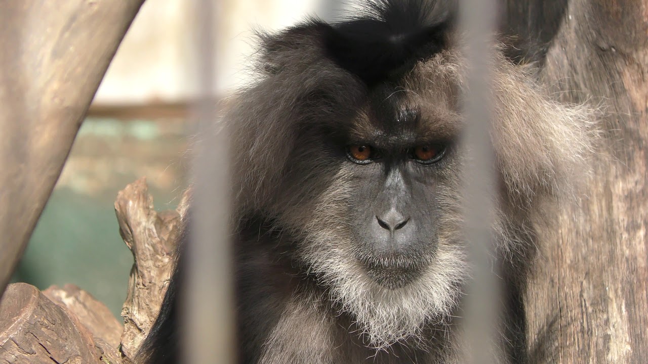 Lion-tailed macaque