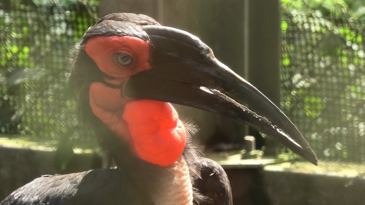 Bucorvus cafer