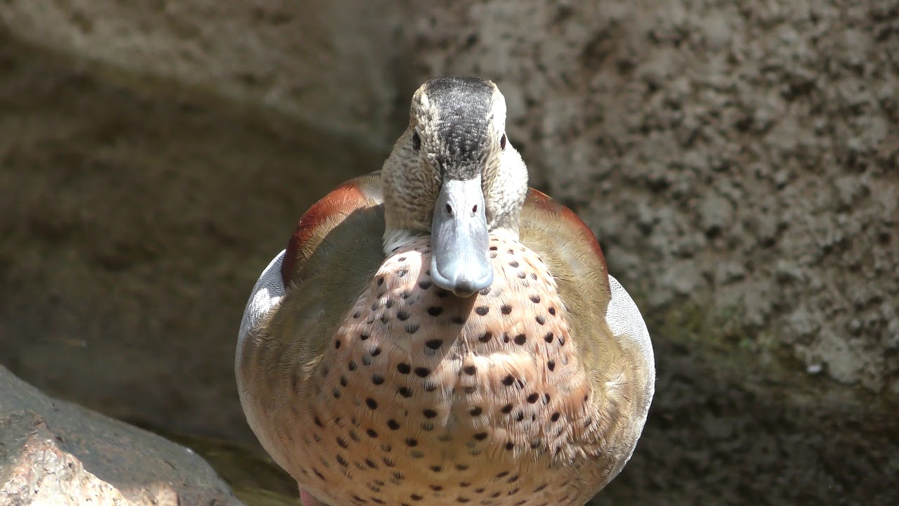 Ringed teal