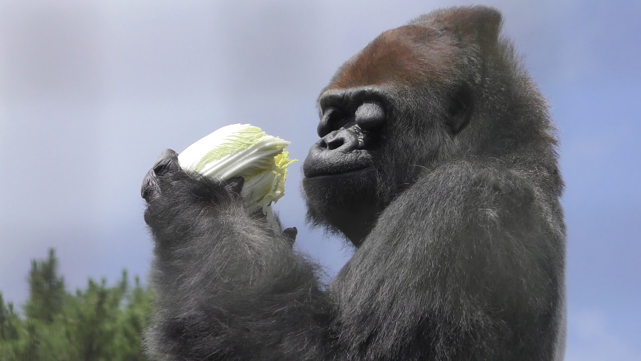 今日の動画】ニシゴリラ の『小（ショウ）』 | ブログ | ZFC.jp