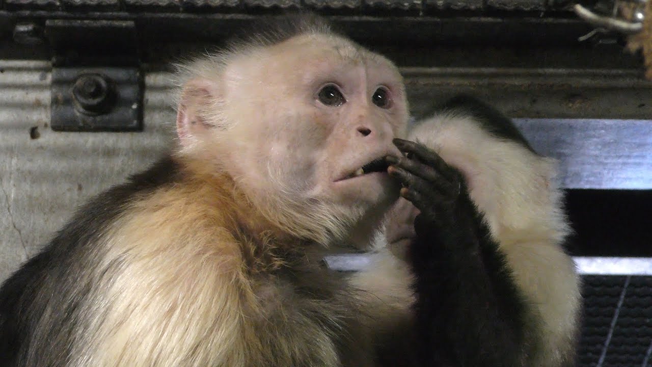 Colombian white-faced capuchin