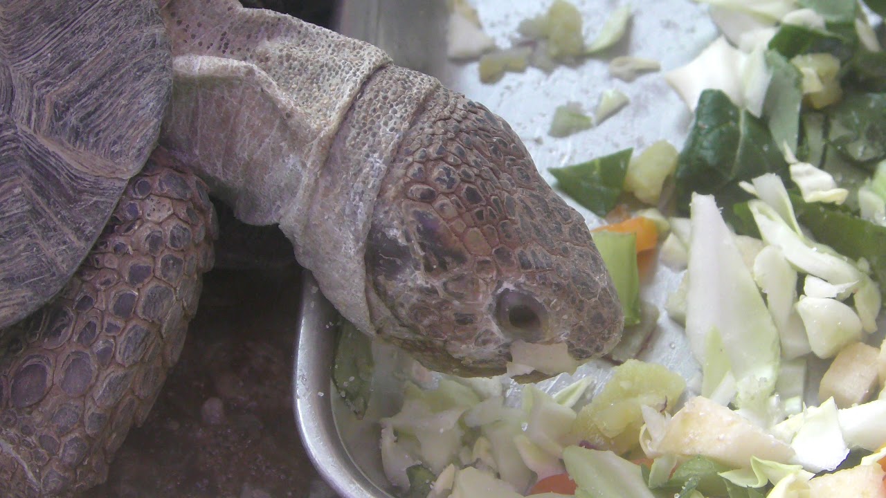 Berlandier's tortoise