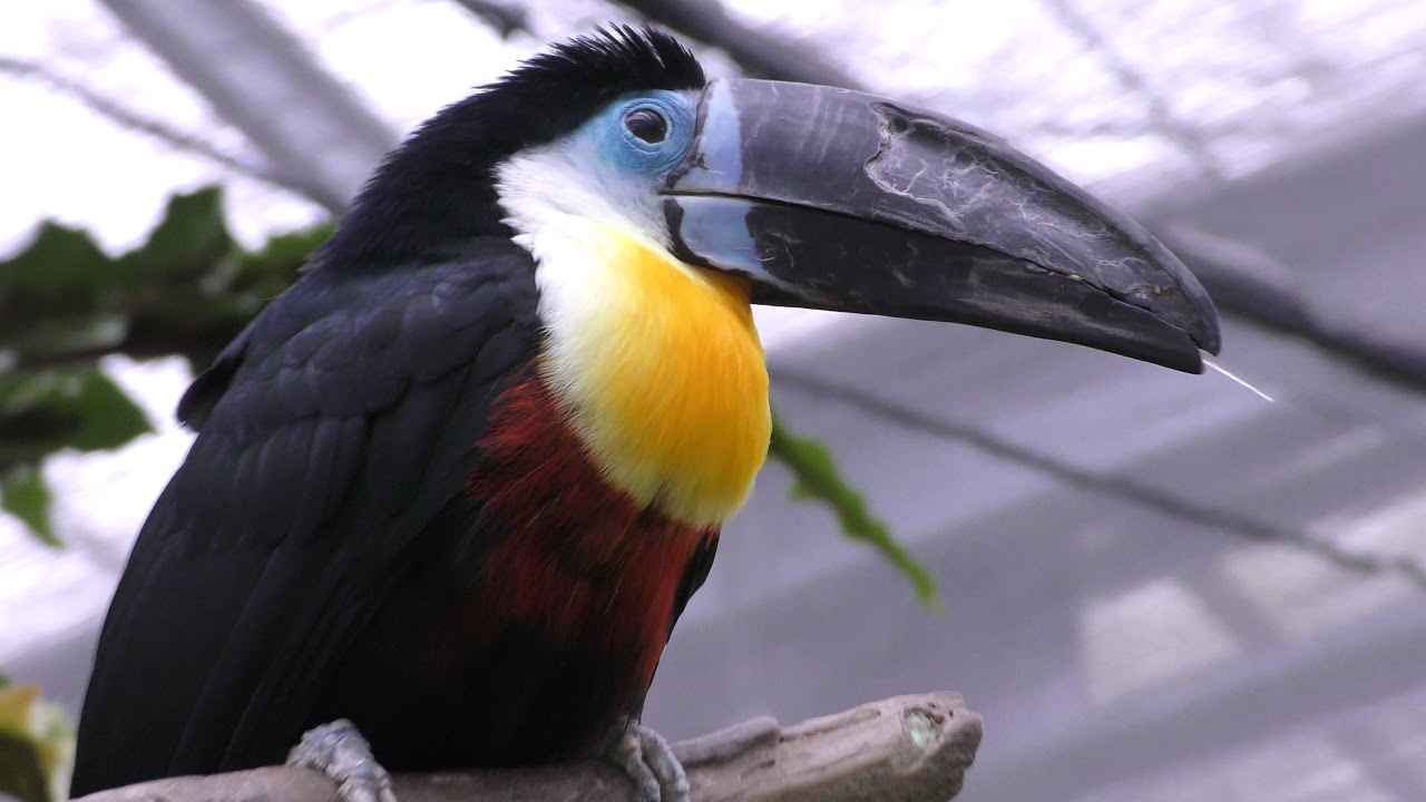 Channel-billed toucan