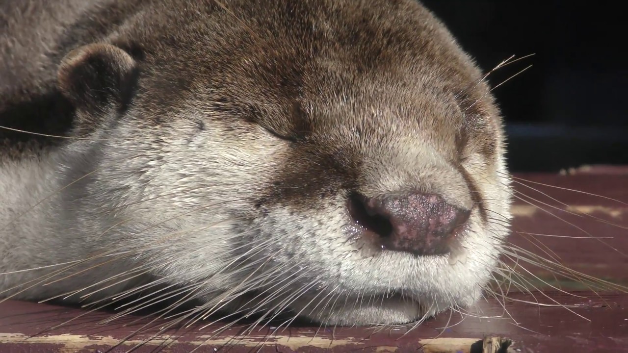 ツメナシカワウソ | 動物図鑑 | ZFC.jp