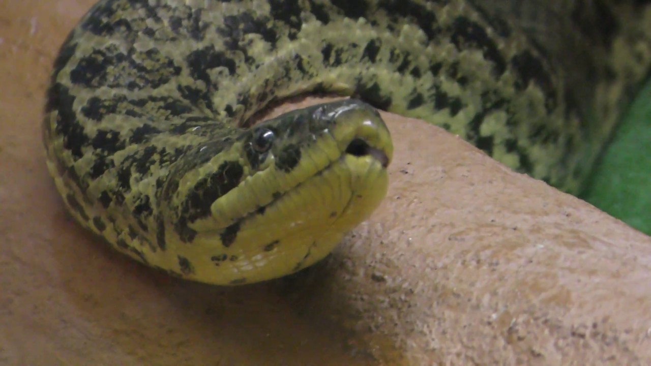 Yellow anaconda