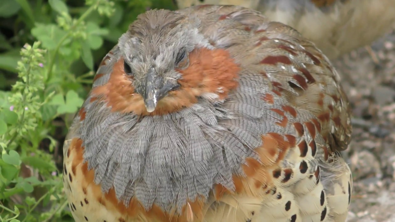 Chinese bamboo partridge