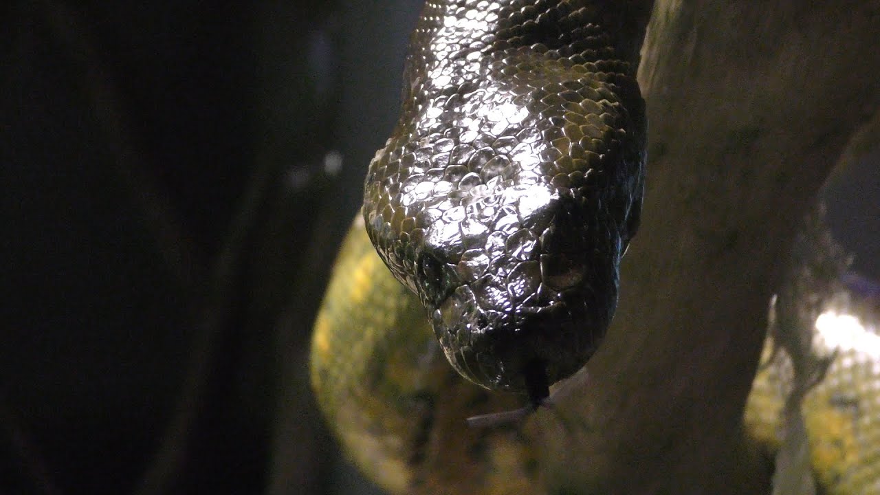 Green anaconda
