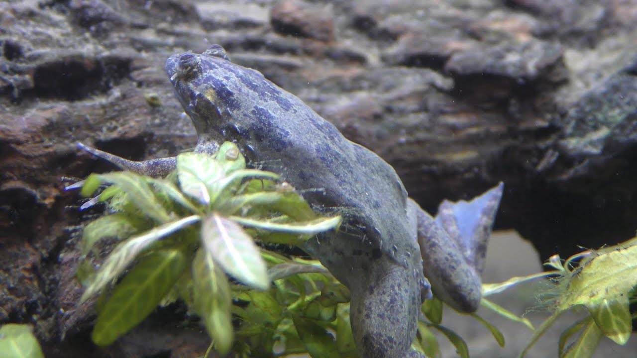 カメルーンツメガエル