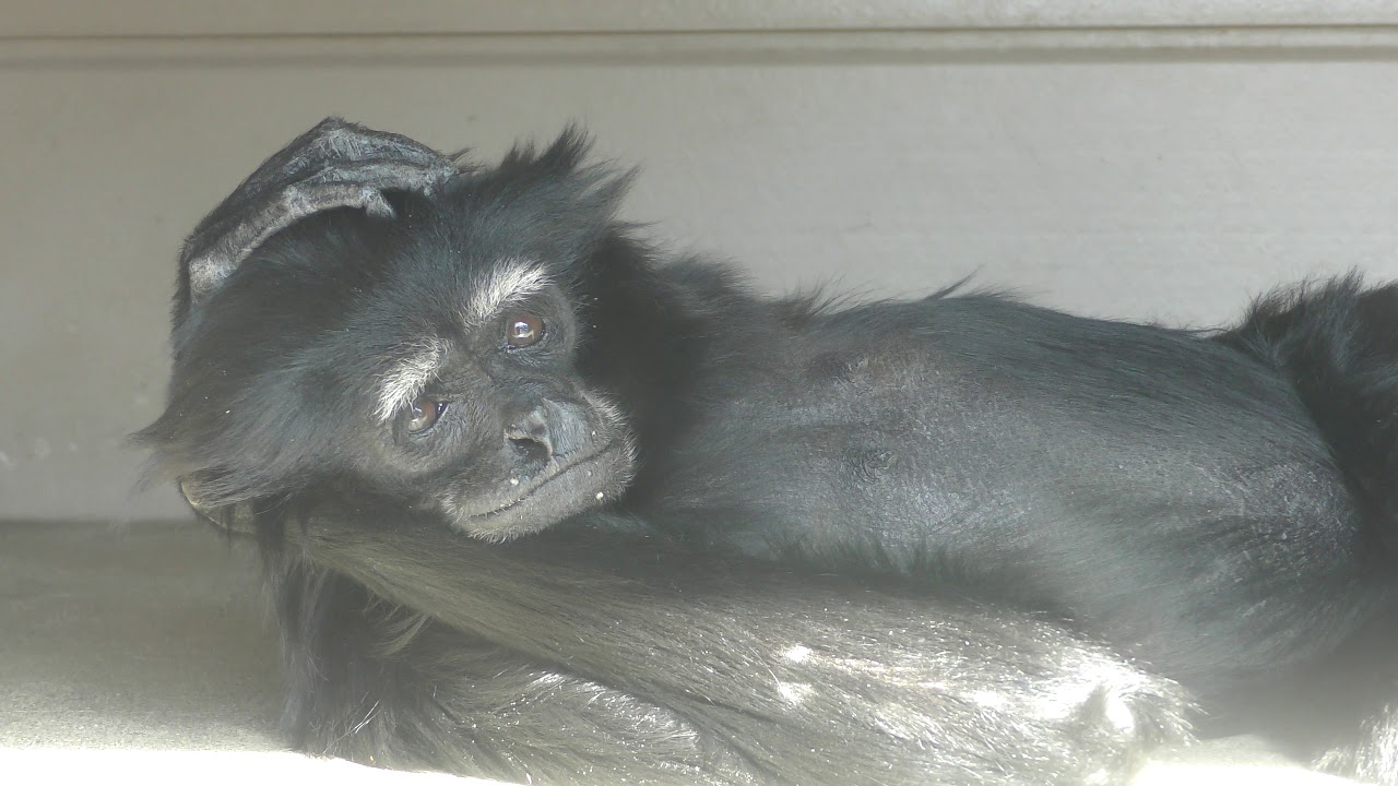 Agile gibbon