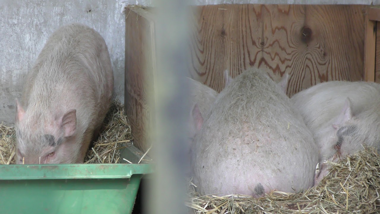 Göttingen minipig