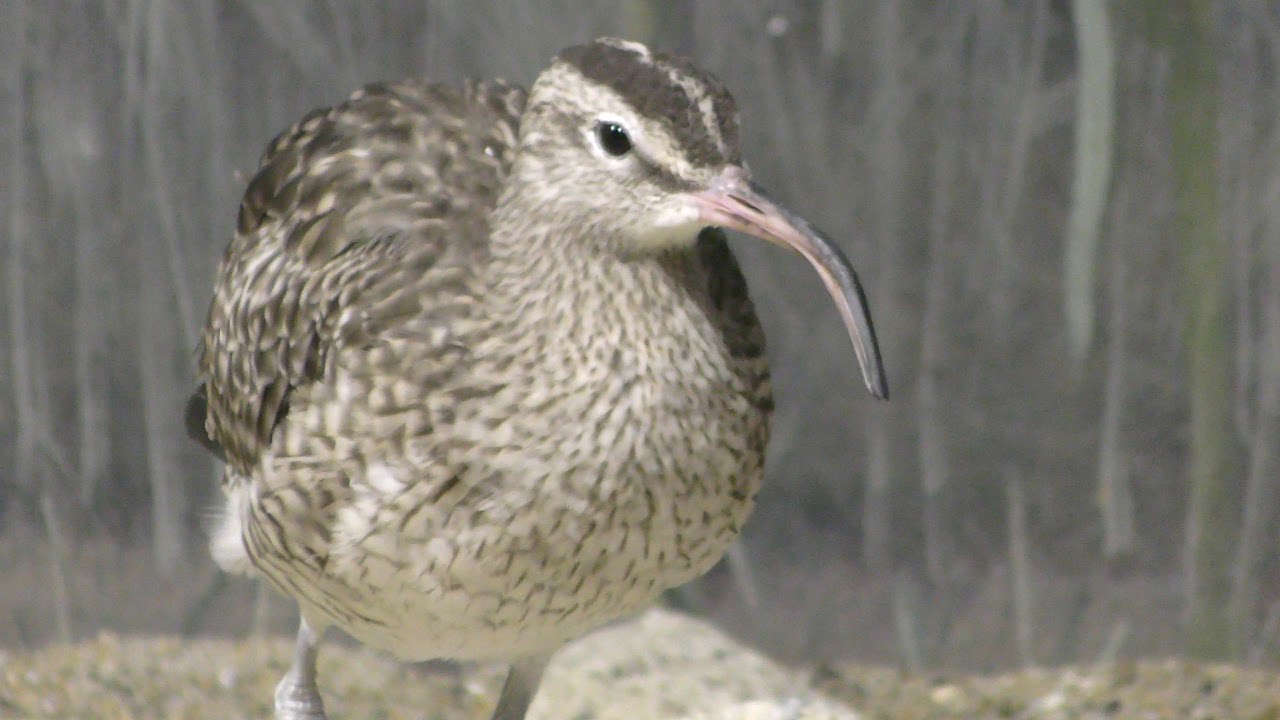 Whimbrel