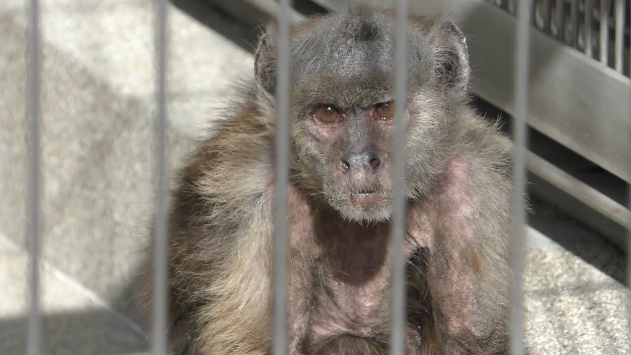 White-fronted capuchin