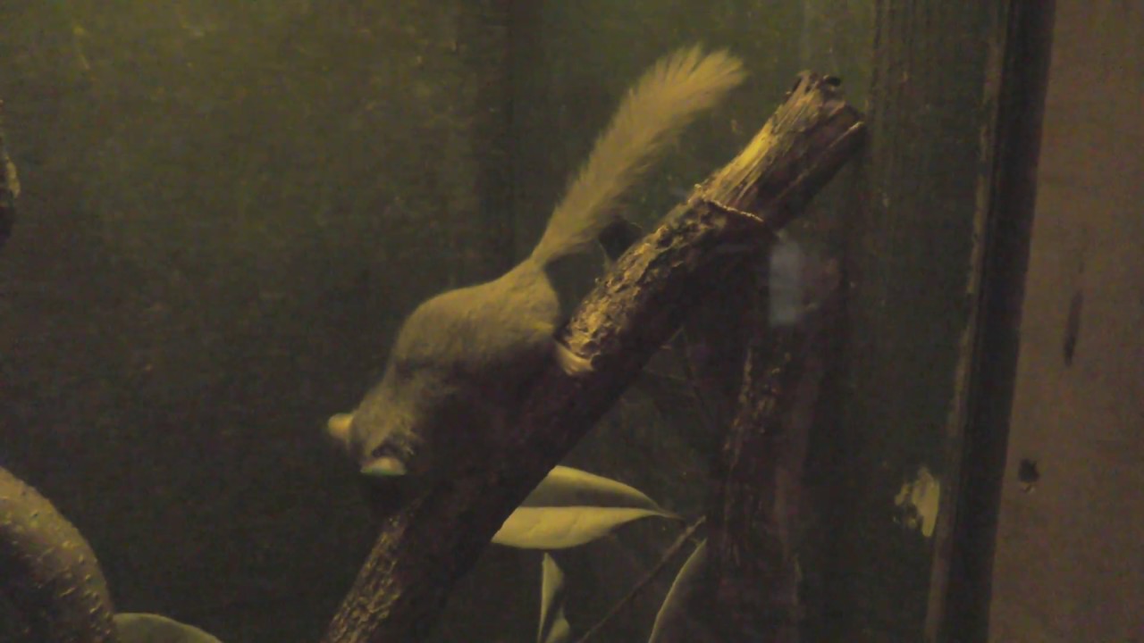 Woodland dormouse
