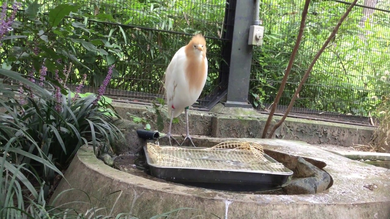 Cattle egret