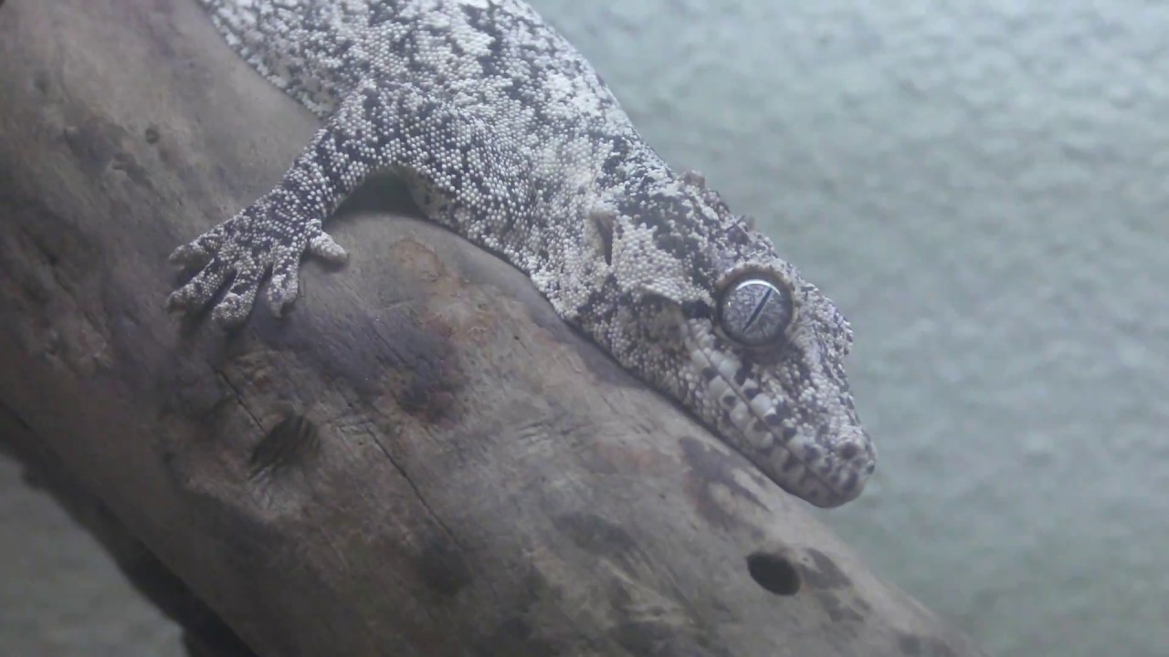 Gargoyle gecko