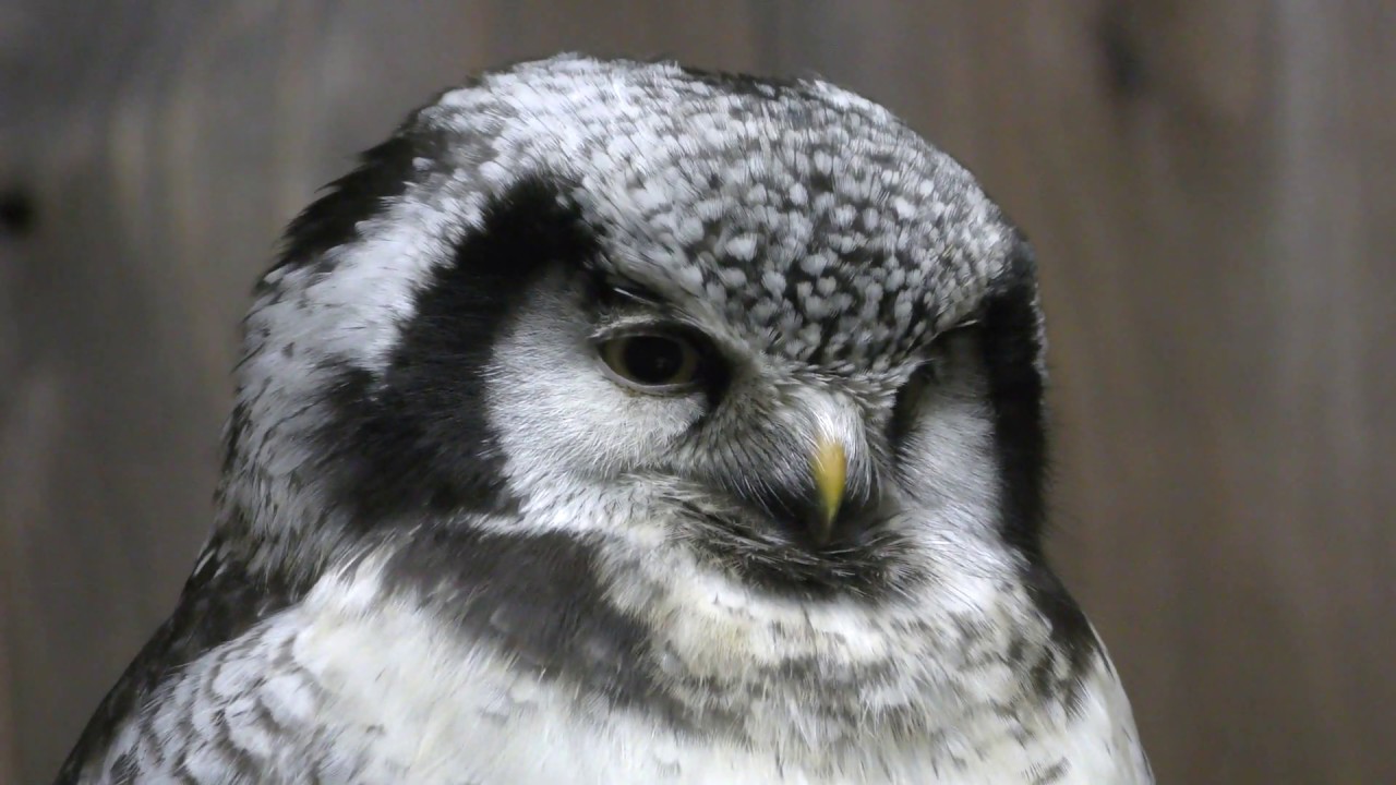 Northern hawk owl