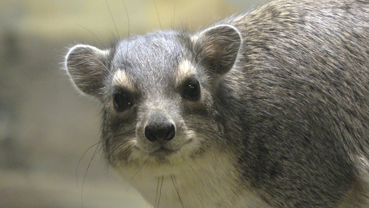 Yellow-spotted rock hyrax