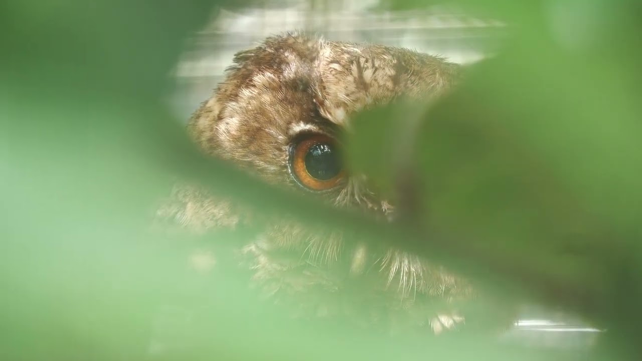 リュウキュウオオコノハズク