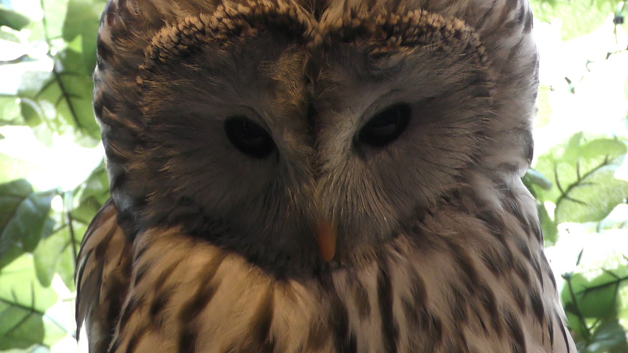 Ural owl