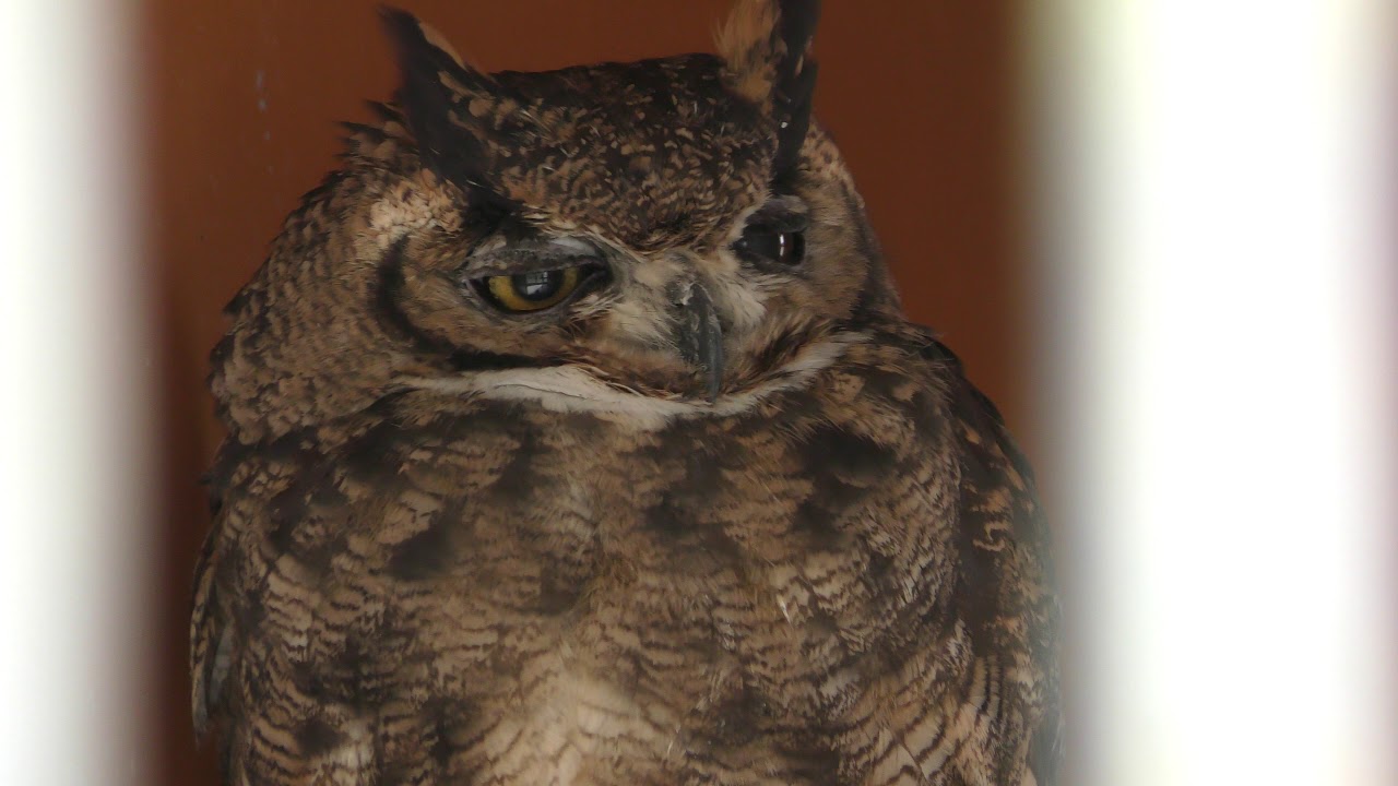 Lesser horned owl