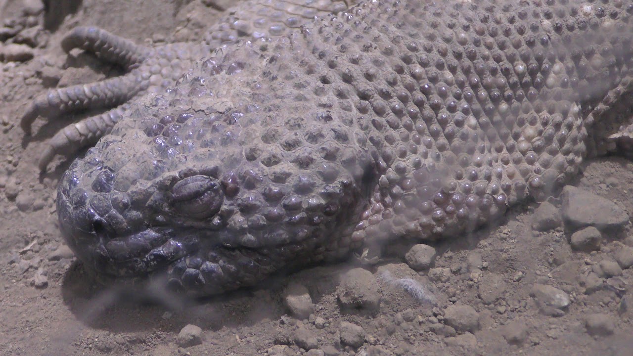 Beaded lizard