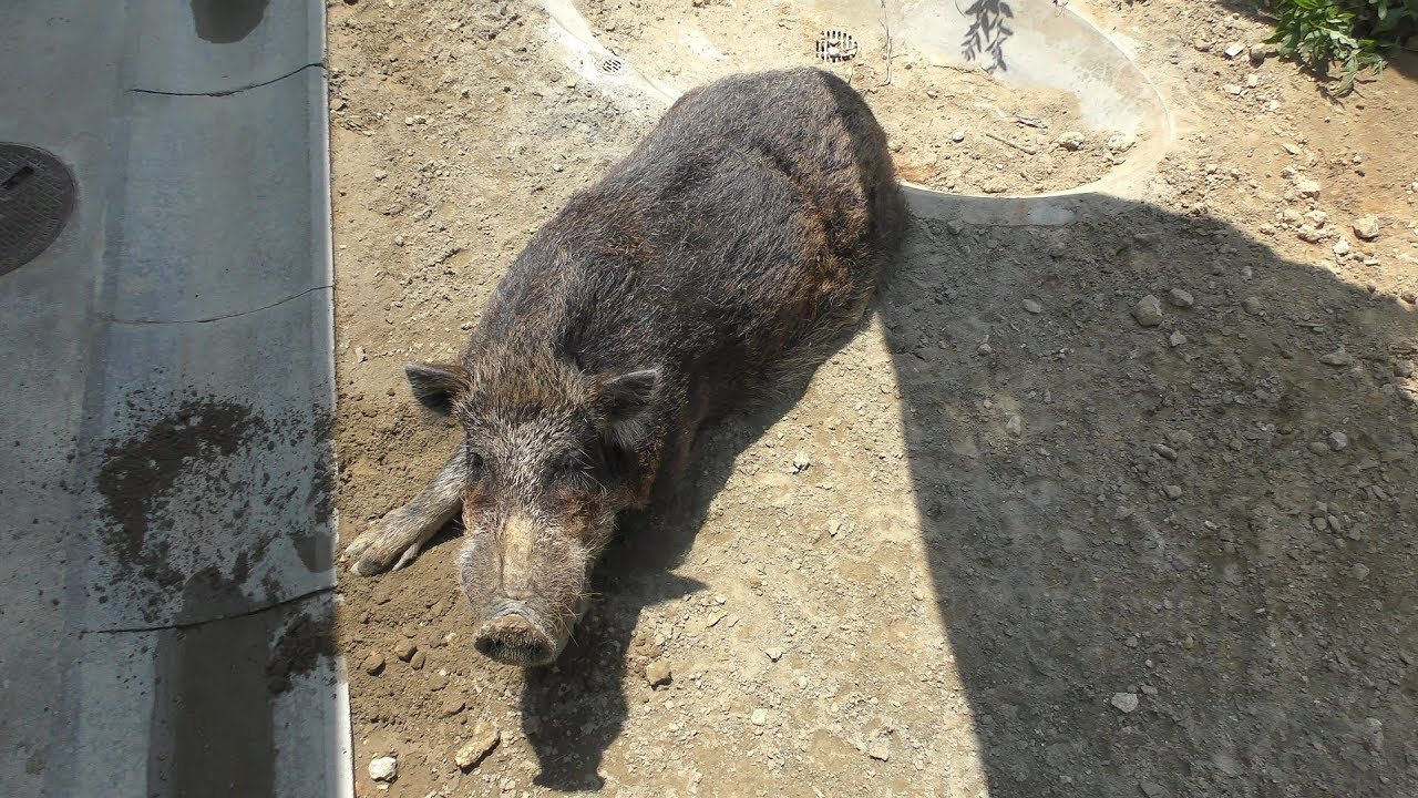 Ryukyu wild boar