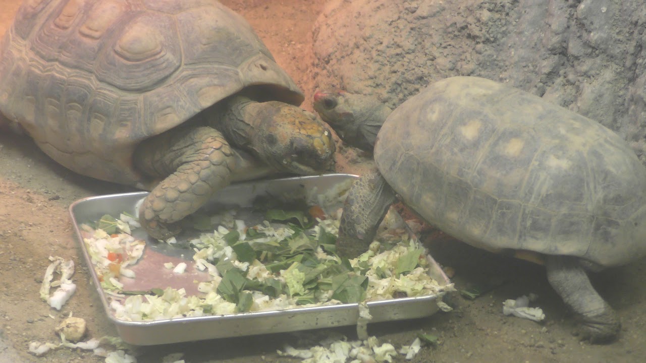 South american yellow-footed tortoise