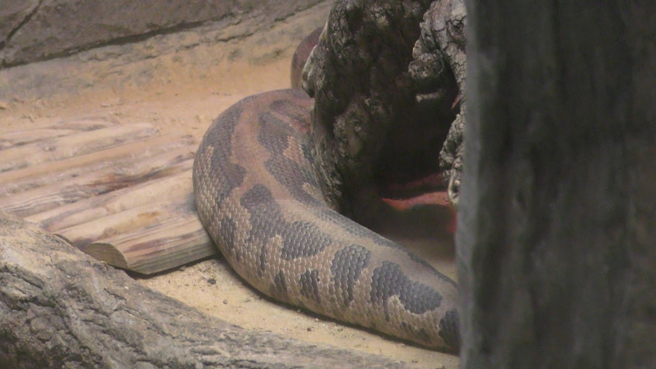 Sumatran short-tailed python