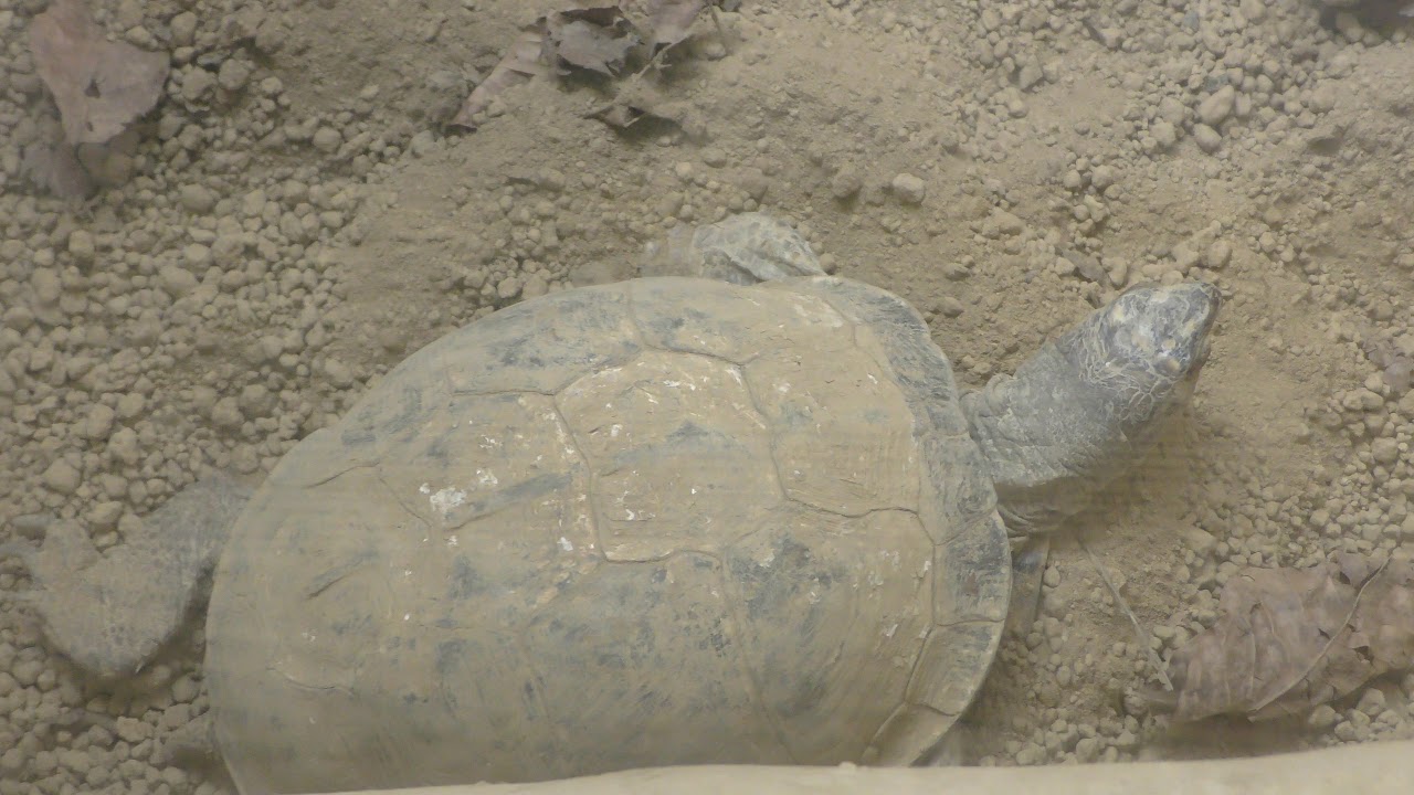トウブハコガメ
