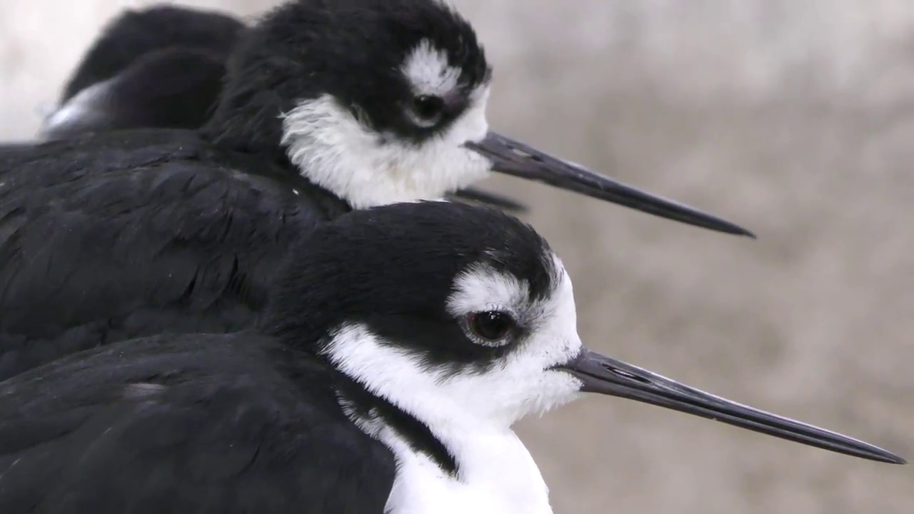Black-necked stilt