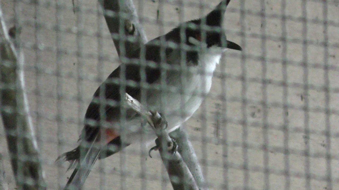 Red-whiskered bulbul