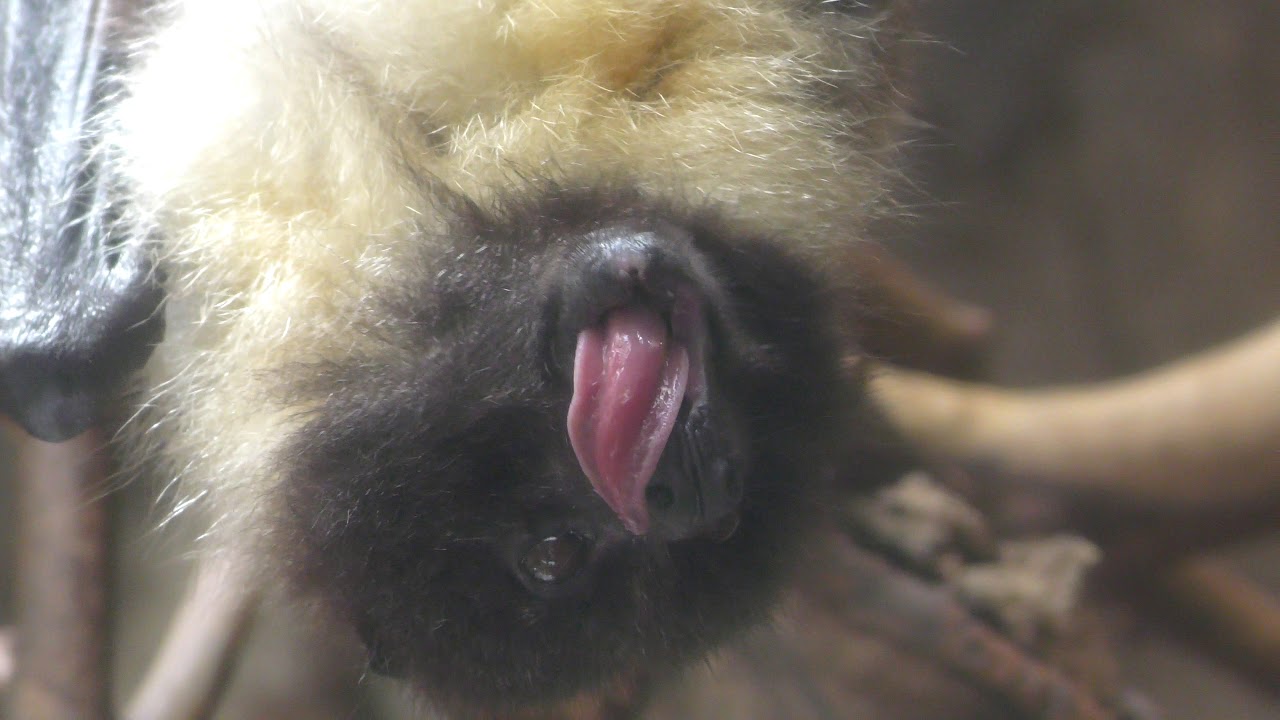 Ryukyu flying fox
