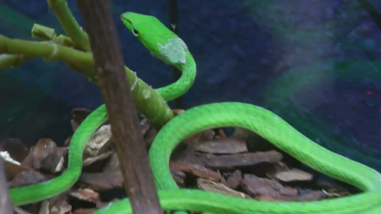 オオアオムチヘビ