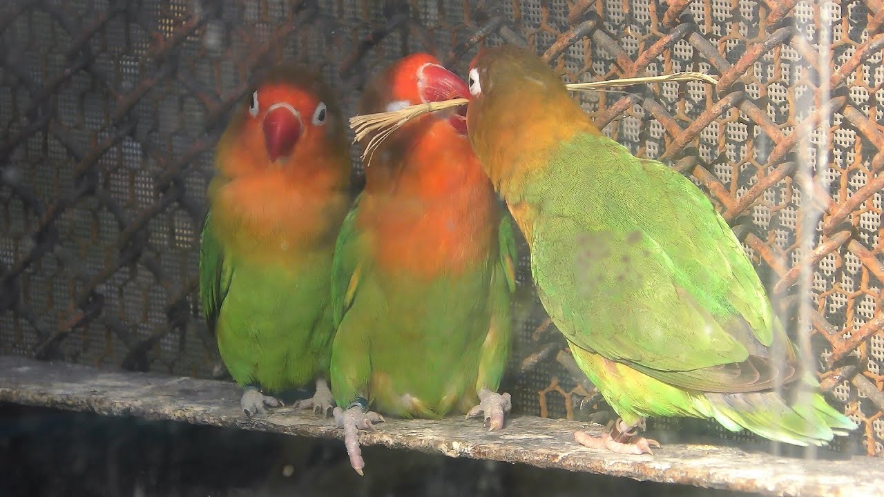 Fischer's lovebird