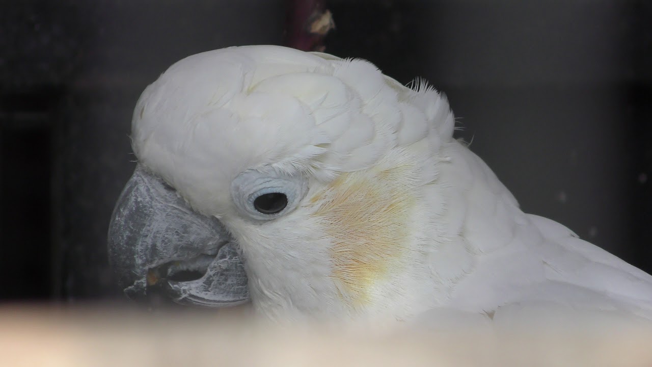 コキサカオウム