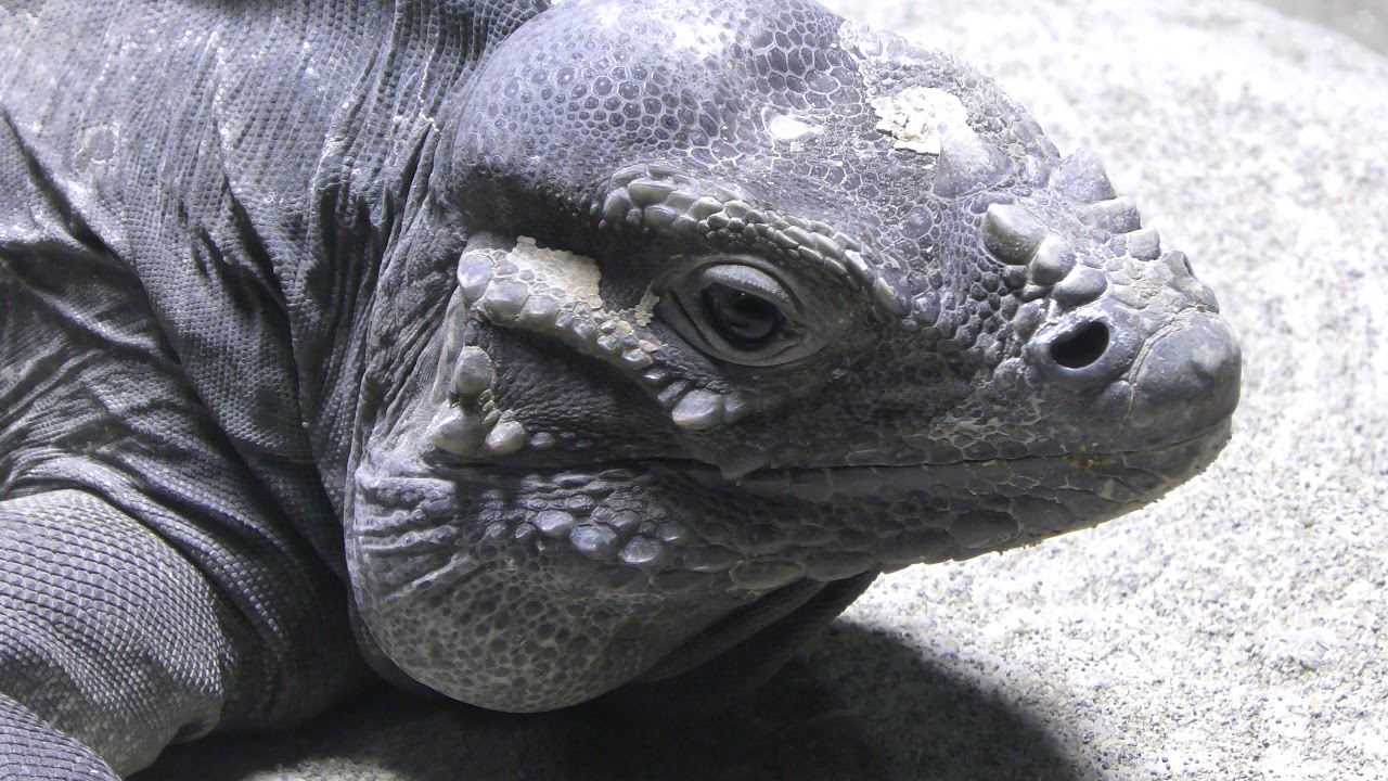 Hispaniolan rhinoceros iguana