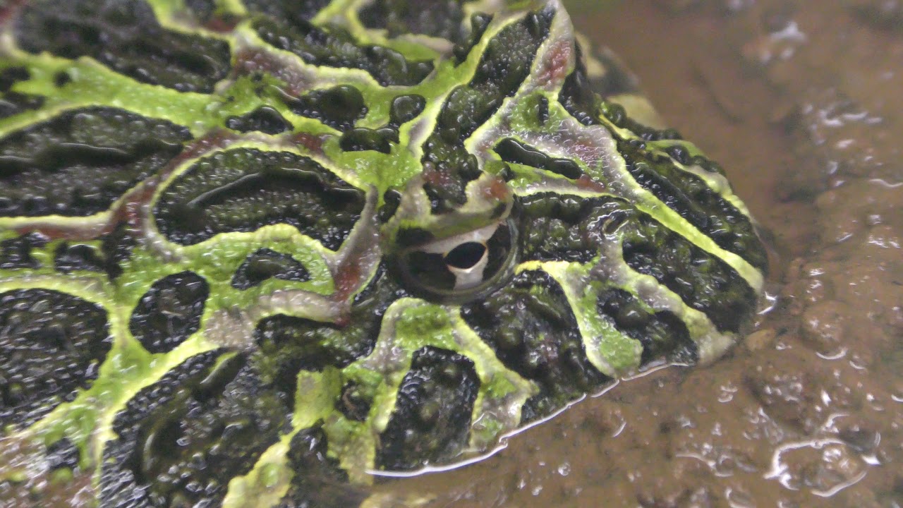 Argentine horned frog