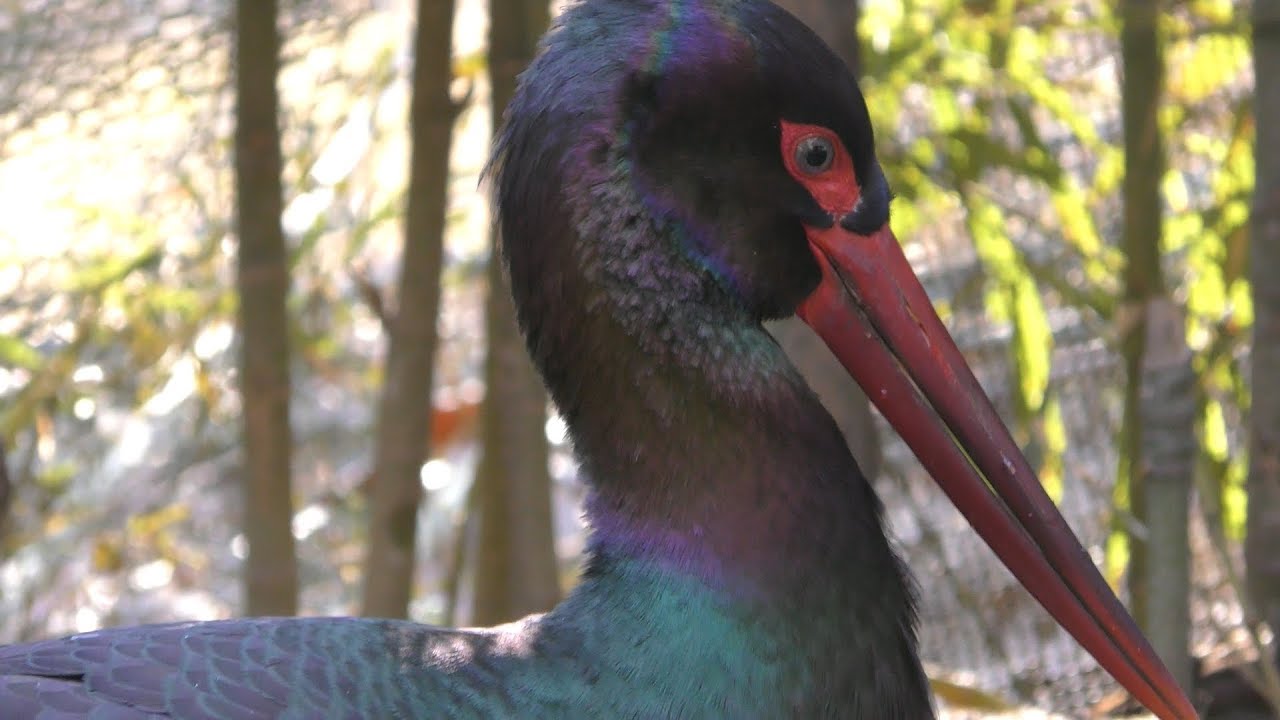 Black stork