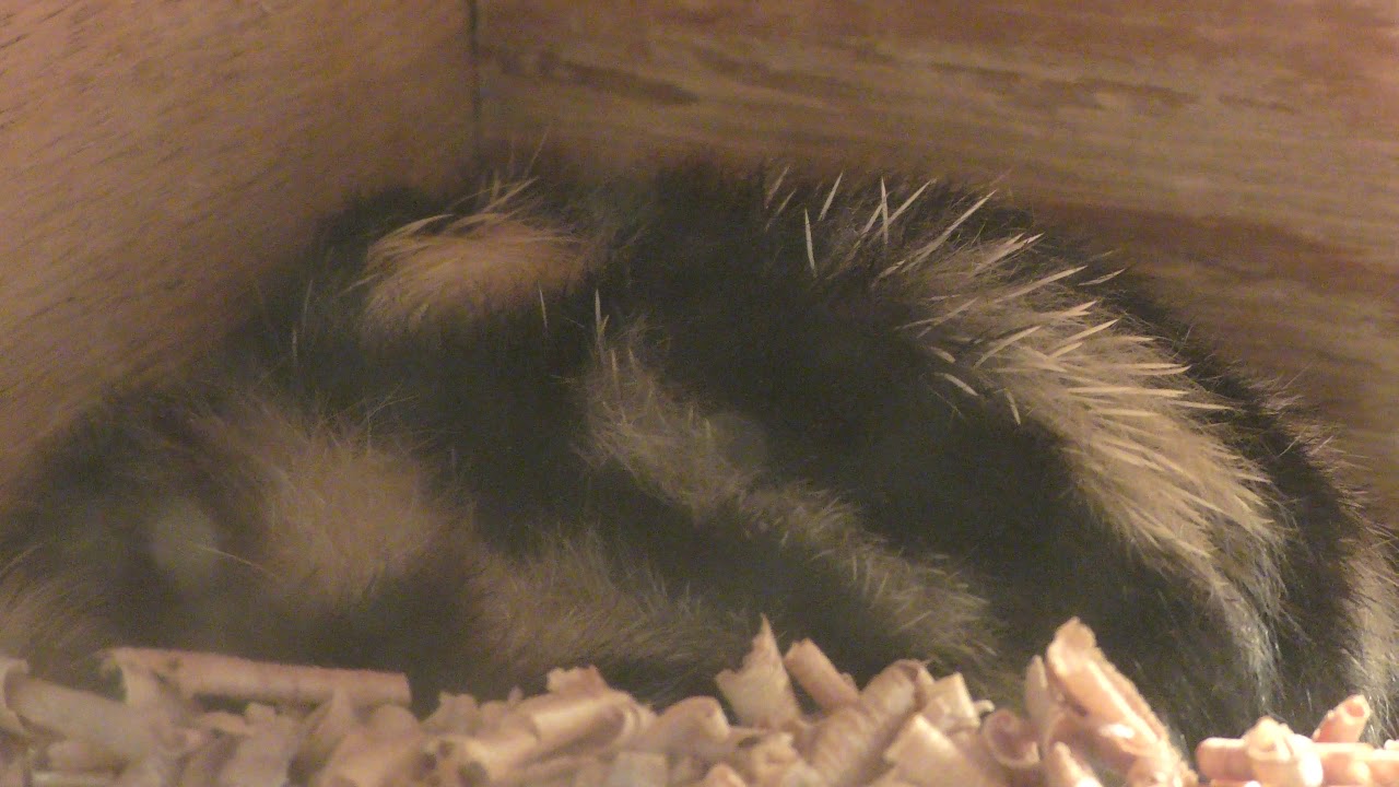 Lowland streaked tenrec