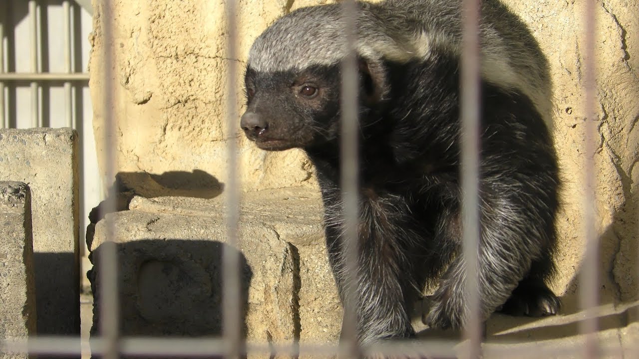 Honey badger
