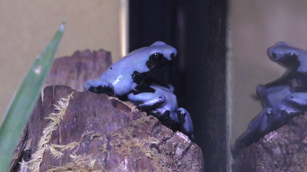 Splash-backed poison frog