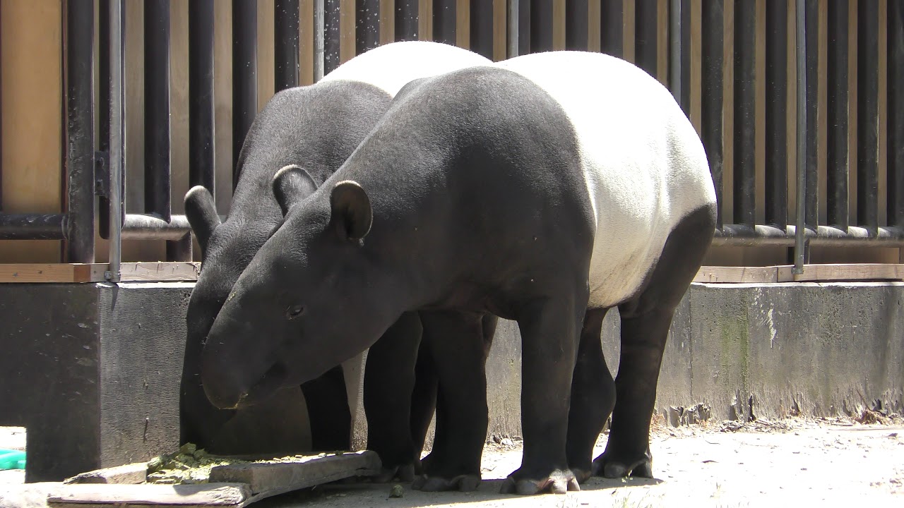 Asian tapir
