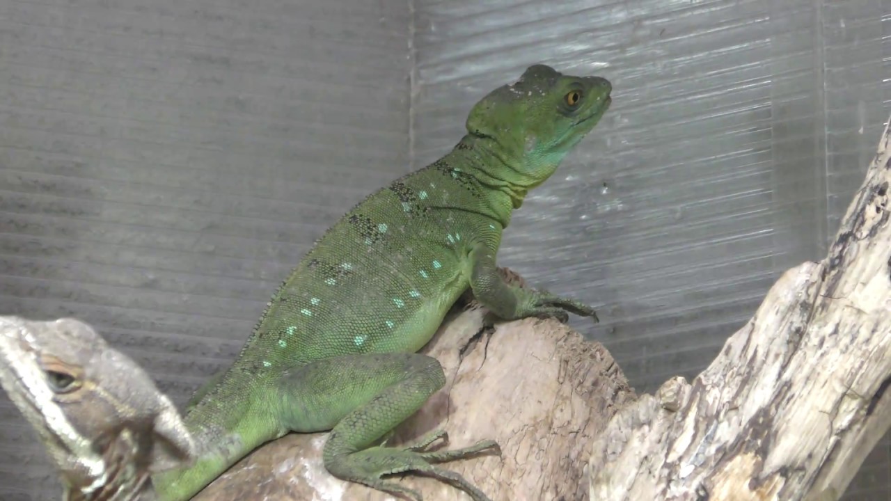 Plumed basilisk