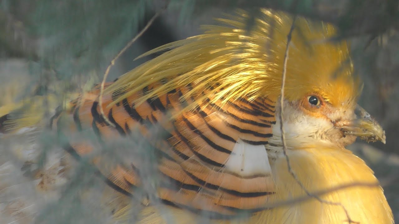 Yellow golden pheasant